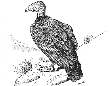 ANIMALES FOTOS DIBUJOS IMAGENES: FOTOS DEL CONDOR ANIMALES FOTOS DIBUJOS IMAGENES: FOTOS DEL CONDOR