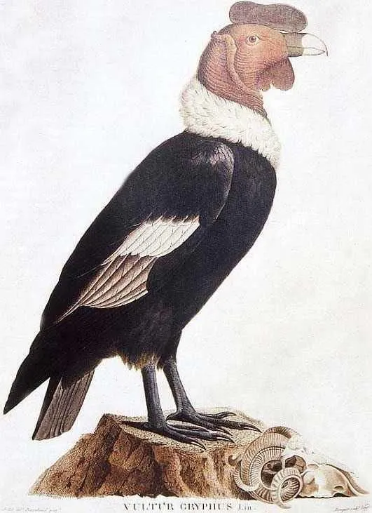 ANIMALES FOTOS DIBUJOS IMAGENES: FOTOS DEL CONDOR