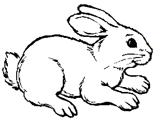 ANIMALES FOTOS DIBUJOS IMAGENES: FOTOS DE CONEJOS