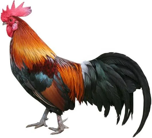 ANIMALES FOTOS DIBUJOS IMAGENES: FOTOS DE GALLOS ANIMALES FOTOS DIBUJOS IMAGENES: FOTOS DE GALLOS