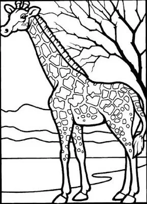 ANIMALES FOTOS DIBUJOS IMAGENES: FOTOS DE JIRAFAS ANIMALES FOTOS DIBUJOS IMAGENES: FOTOS DE JIRAFAS
