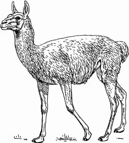 ANIMALES FOTOS DIBUJOS IMAGENES: FOTOS DE LLAMAS ANIMALES FOTOS DIBUJOS IMAGENES: FOTOS DE LLAMAS