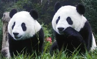 ANIMALES FOTOS DIBUJOS IMAGENES: FOTOS DEL OSO PANDA GIGANTE ANIMALES FOTOS DIBUJOS IMAGENES: FOTOS DEL OSO PANDA GIGANTE