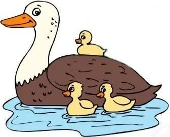 ANIMALES FOTOS DIBUJOS IMAGENES: FOTOS DE PATOS DOMESTICOS ANIMALES FOTOS DIBUJOS IMAGENES: FOTOS DE PATOS DOMESTICOS