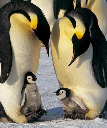 ANIMALES FOTOS DIBUJOS IMAGENES: FOTOS DE PINGÜINOS ANIMALES FOTOS DIBUJOS IMAGENES: FOTOS DE PINGÜINOS