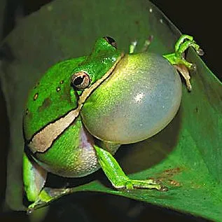 Fotos de Ranas - Son animales anfibios que se reparten por todos ...