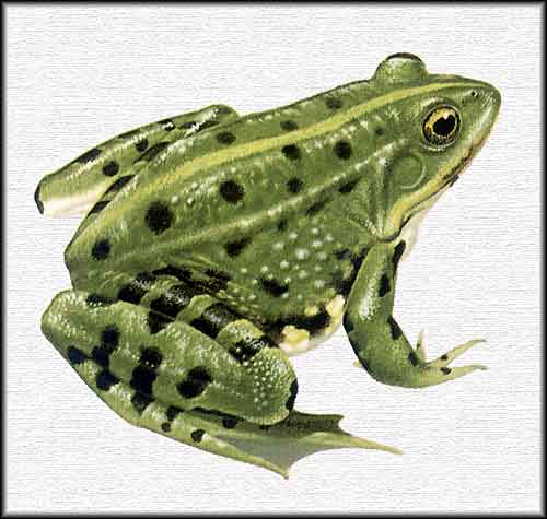 ANIMALES FOTOS DIBUJOS IMAGENES: FOTOS DE RANAS ANIMALES FOTOS DIBUJOS IMAGENES: FOTOS DE RANAS