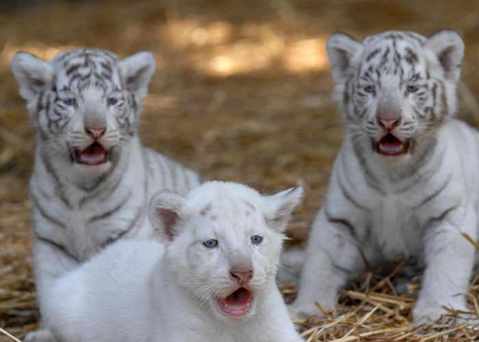 ANIMALES FOTOS DIBUJOS IMAGENES: FOTOS DE TIGRES