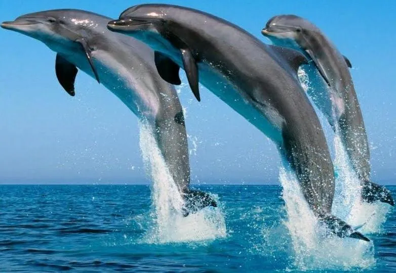 ANIMALES FOTOS DIBUJOS IMAGENES: IMAGENES DE DELFINES ANIMALES FOTOS DIBUJOS IMAGENES: IMAGENES DE DELFINES