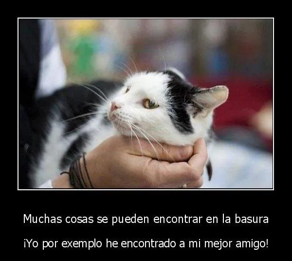 Animales y frases graciosas - Imagui