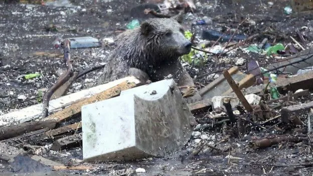 Los animales fugados de un zoológico que tienen en alerta a Tiflis ... Los animales fugados de un zoológico que tienen en alerta a Tiflis ...