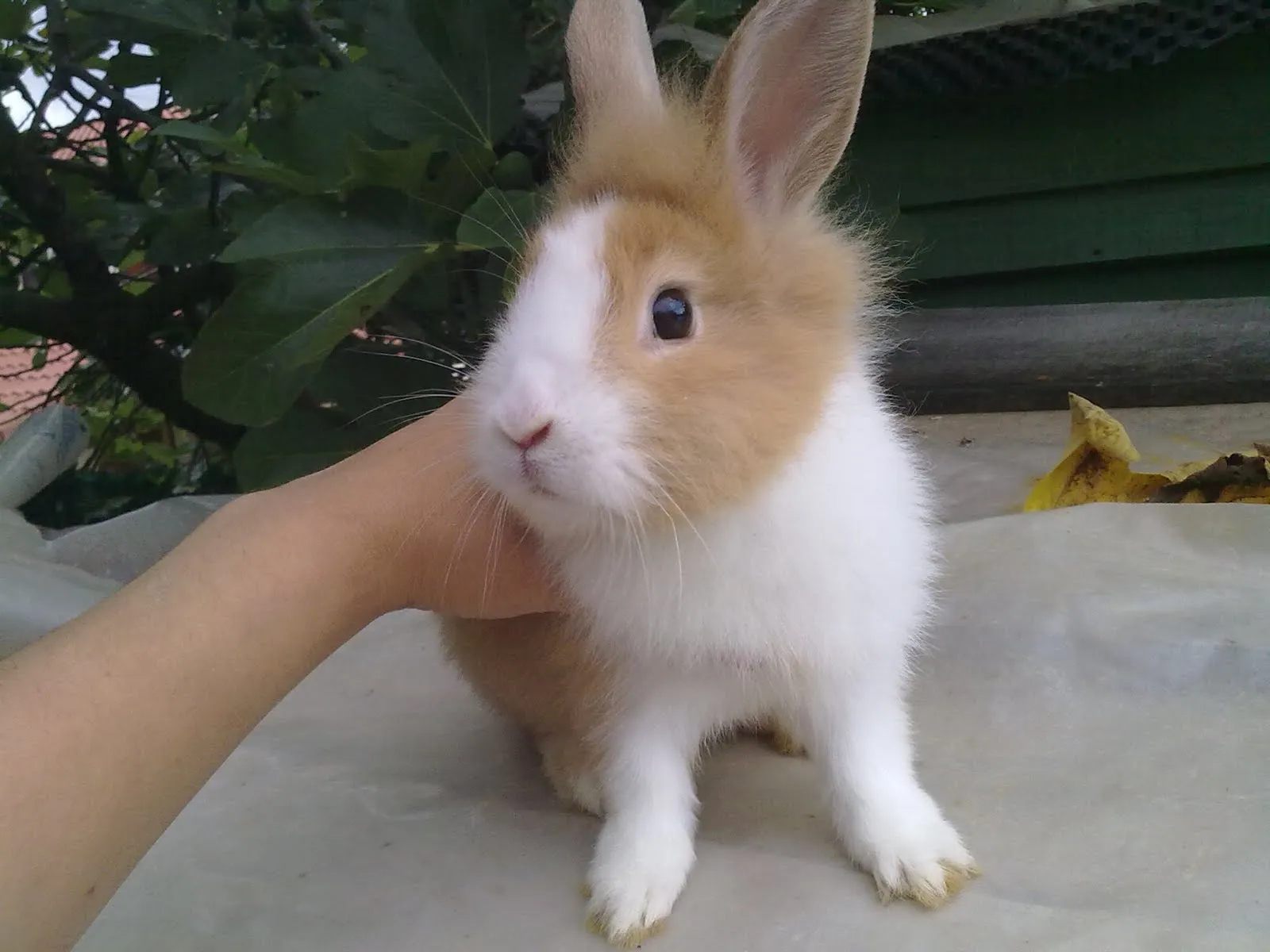 Animales Gatika Tel: 610870244: Conejos cabeza de leon Animales Gatika Tel: 610870244: Conejos cabeza de leon