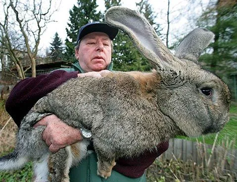 animales gigantes reales - Taringa!