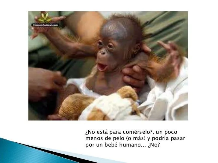 animales-graciosos-3-728.jpg? ...