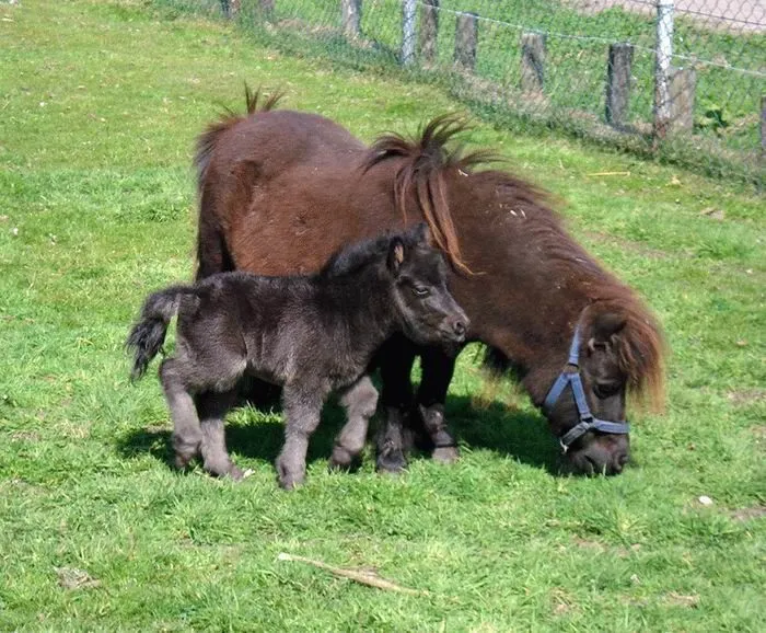 Animales graciosos 7 - Blogodisea Animales graciosos 7 - Blogodisea