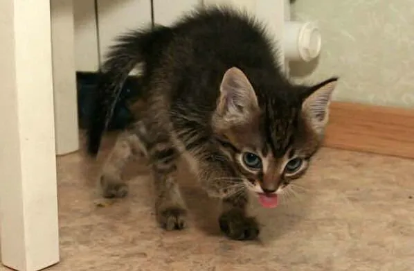 Animales graciosos: Gatos | Blogodisea