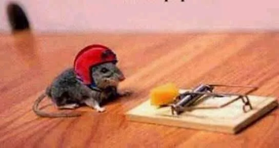 Animales Graciosos Imagenes Para Matarse De La Risa - Taringa! Animales Graciosos Imagenes Para Matarse De La Risa - Taringa!