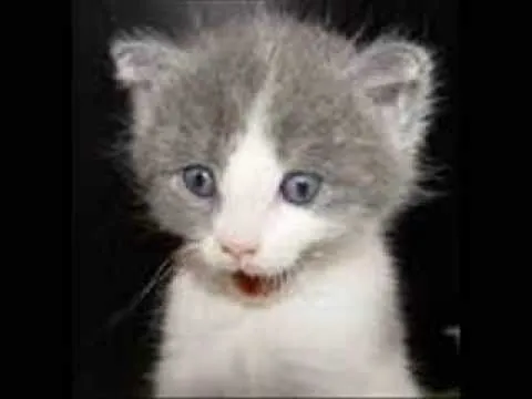 Los animales mas graciosos del mundo - YouTube Los animales mas graciosos del mundo - YouTube