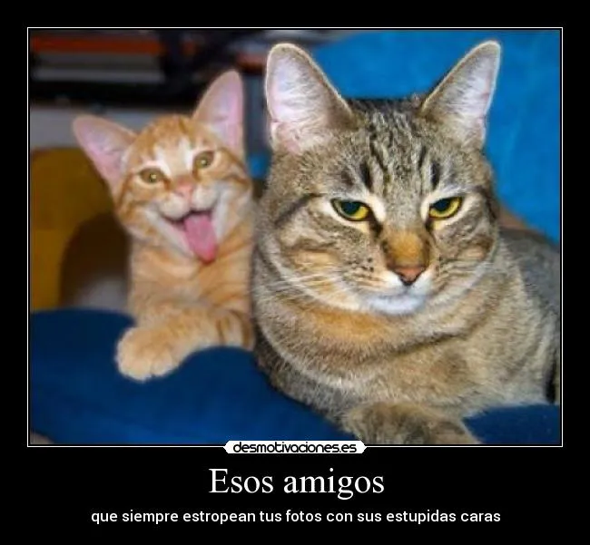Animales frases graciosas - Imagui