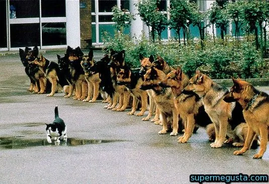 animales-graciosos-perros-gato | Super Me gusta animales-graciosos-perros-gato | Super Me gusta