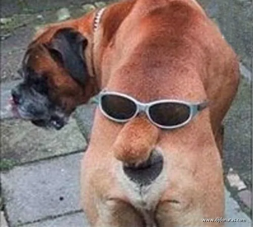 animales graciosos, tiernos y feroces - Taringa!