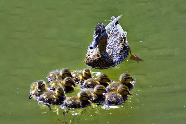 Animales muy graciosos y tiernos, muchas fotos, parte 2 - Taringa!