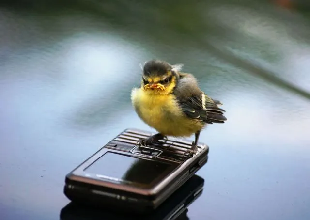 Animales muy graciosos y tiernos, muchas fotos, parte 2 - Taringa!