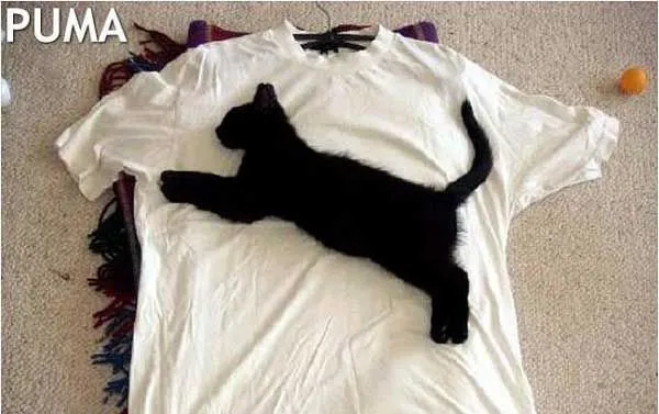 Animales graciosos y tiernos - Matinga! -