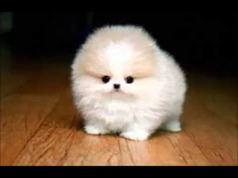 Animales Graciosos y Tiernos - YouTube
