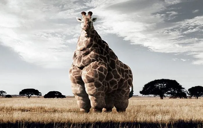 Jirafa Obesa - Imagenes de Animales Graciosos, Videos y Fotos de ... Jirafa Obesa - Imagenes de Animales Graciosos, Videos y Fotos de ...