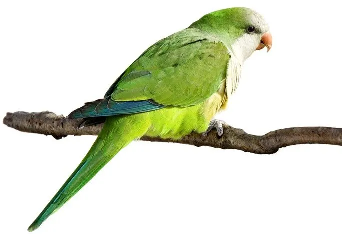 Animales granivoros imagenes - Imagui