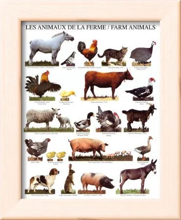 Animales de granja Póster en AllPosters.