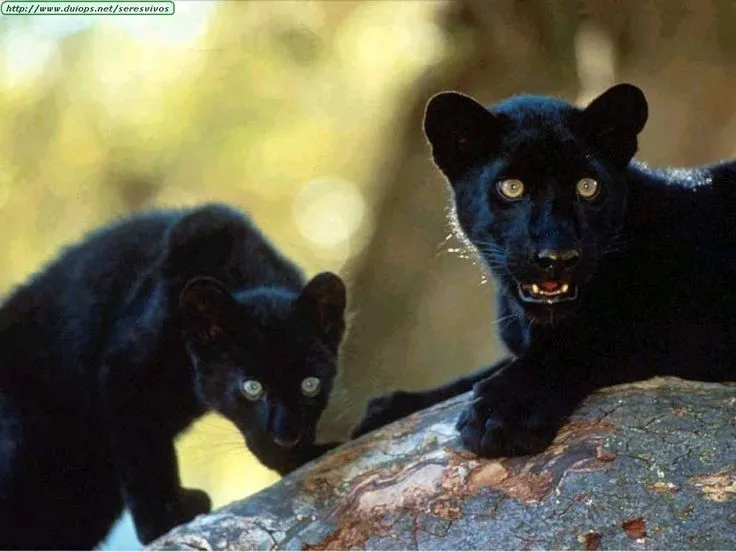 Los animales.. Hermosas panteras negras | Panther | Pinterest ...