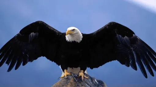 Los 10 animales más bonitos del mundo - Imagui Los 10 animales más bonitos del mundo - Imagui