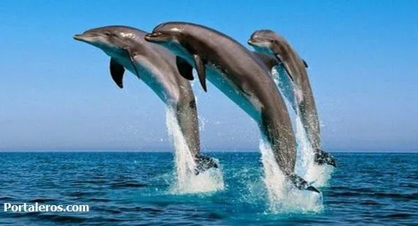 Los animales mas hermosos del mundo - PORTALEROS Los animales mas hermosos del mundo - PORTALEROS