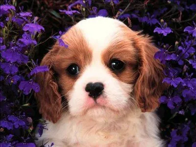 LOS ANIMALES MAS LINDOS DEL MUNDO