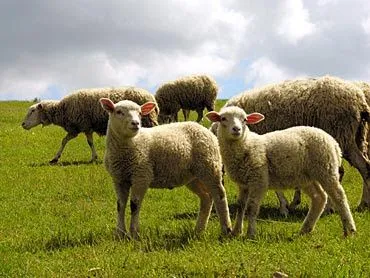 IMAGENES: Animales Herbívoros