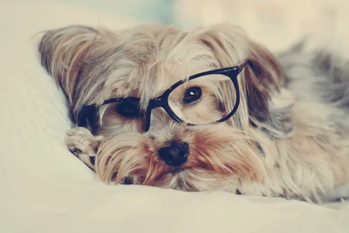 Animales hipster - nany