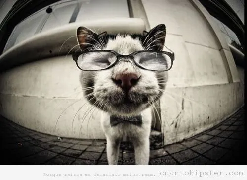 Animales Hipsters | Cuánto Hipster| Cuánto Hipster | Blog muy ...