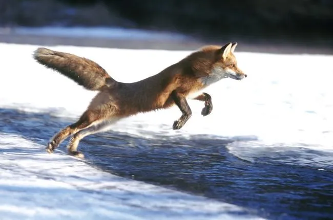 animales homeotermos | animalesextintos11