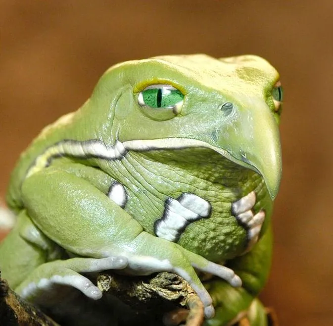Animales increíbles V (13 Fotomontajes en Photoshop) | Banco de ... Animales increíbles V (13 Fotomontajes en Photoshop) | Banco de ...