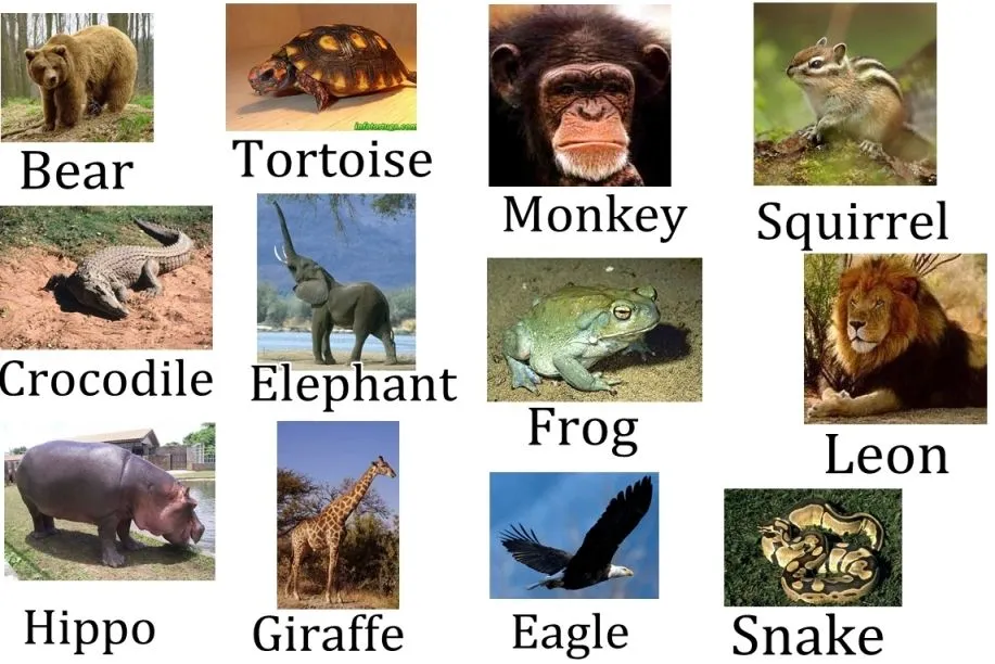 Animales en inglés - Lista con más de 115 animales - Como Aprender ... Animales en inglés - Lista con más de 115 animales - Como Aprender ...
