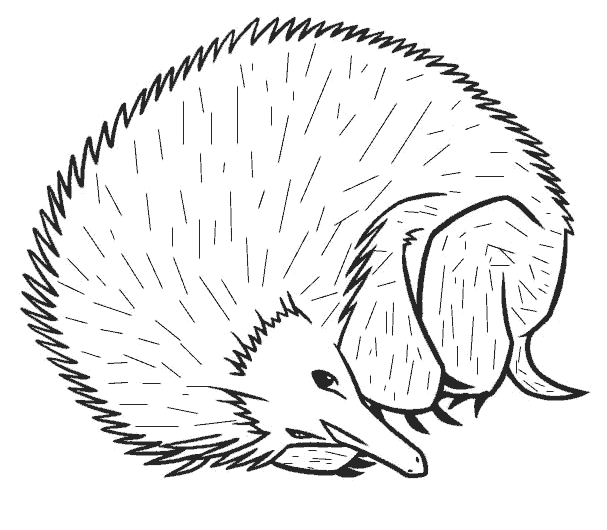 Dibujos para colorear de Erizos, Erinaceidae, Erinaceomorpha ... Dibujos para colorear de Erizos, Erinaceidae, Erinaceomorpha ...
