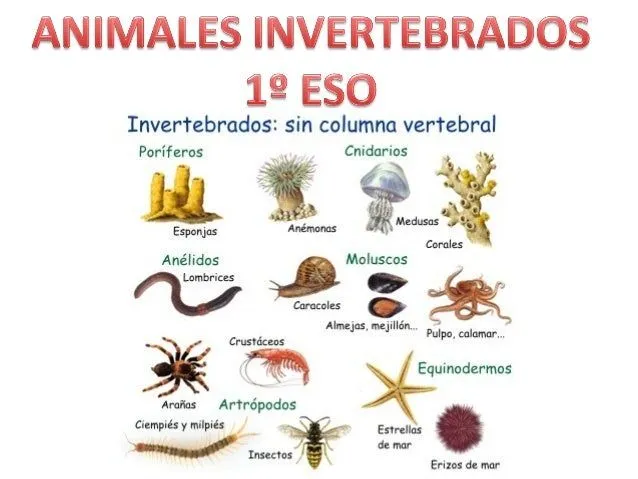 Animales invertebrados 1º eso