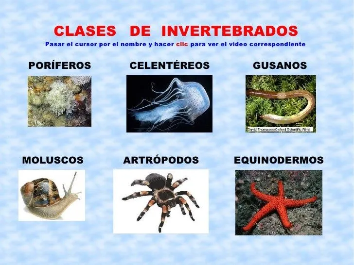 Animales invertebrados