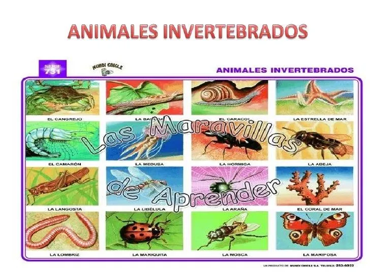 Animales invertebrados