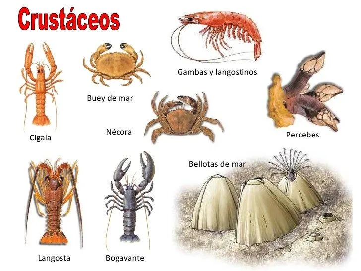 animales-invertebrados-29-728. ...