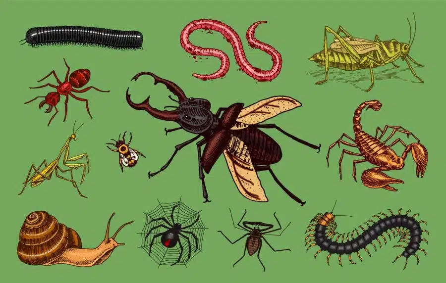 Animales invertebrados: ¿Cuáles son y qué características tienen? - Etapa  Infantil