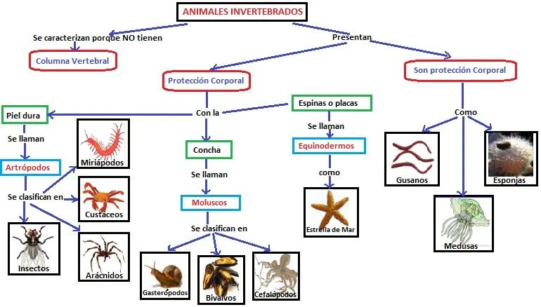 Nombre de animales invertebrados - Imagui