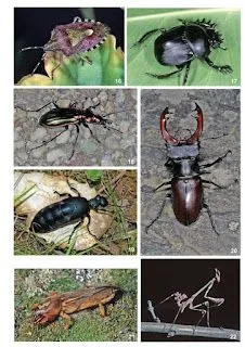 Animales invertebrados | Láminas Escolares Animales invertebrados | Láminas Escolares